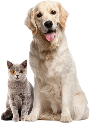 cat and dog