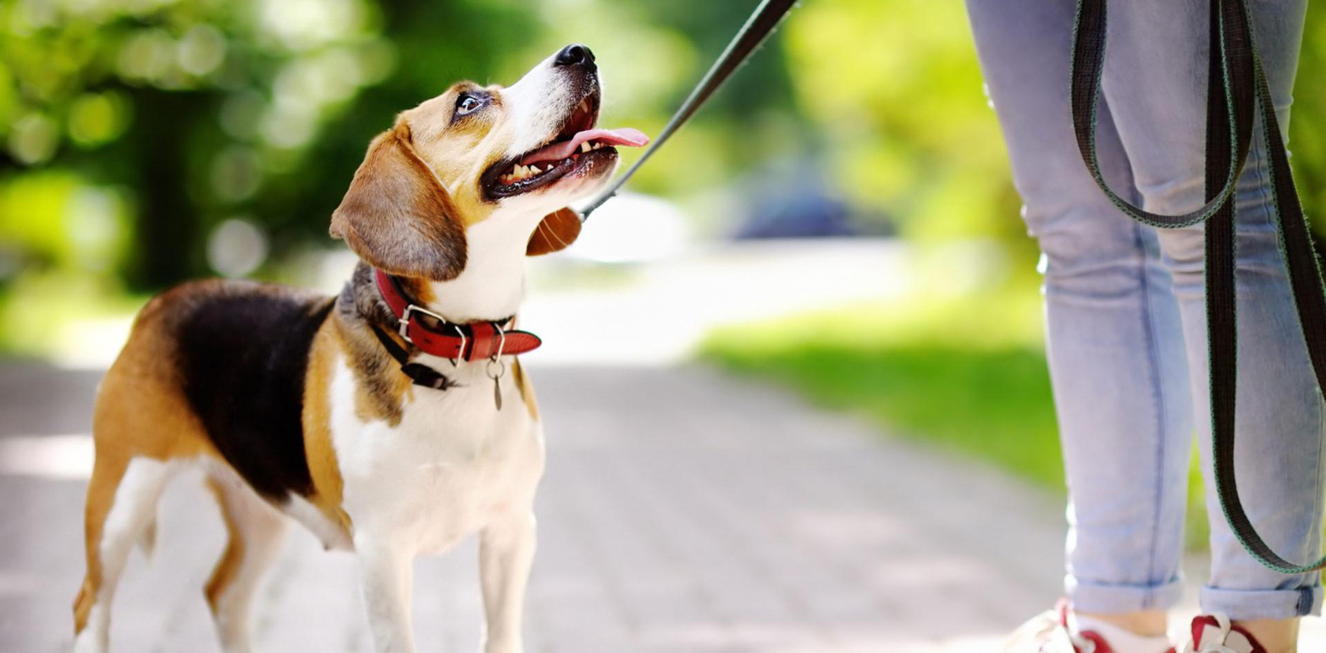 Dog Walking