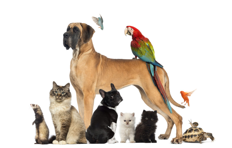 Group of pets - Dog, cat, bird, reptile, rabbit