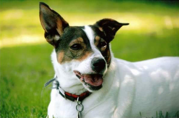 jack russell