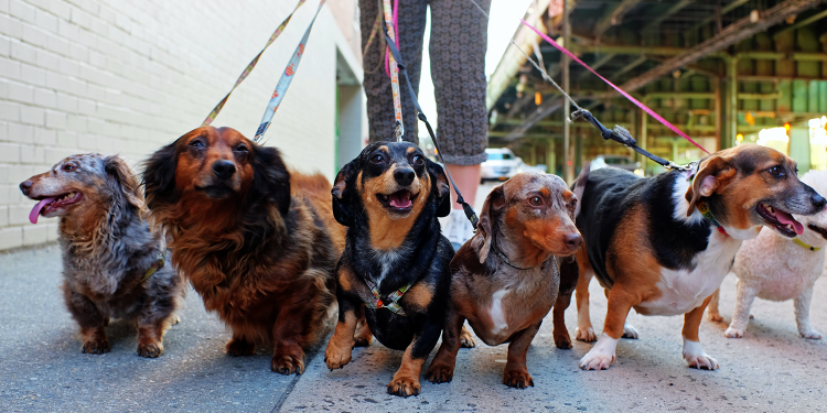 group dog walks